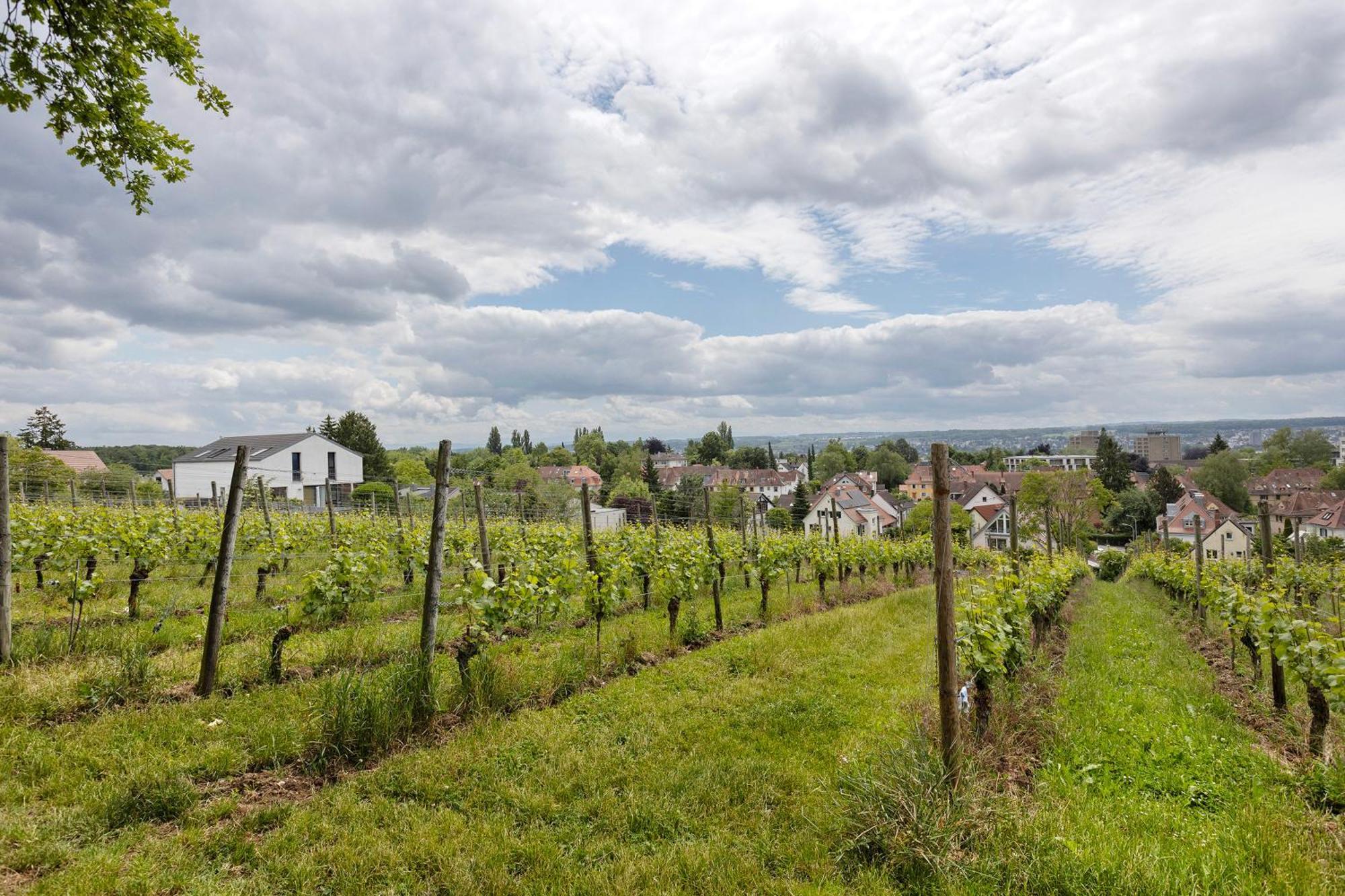 Rotes Haus Ueber Den Weinbergen Apartment คอนสตานซ์ ภายนอก รูปภาพ